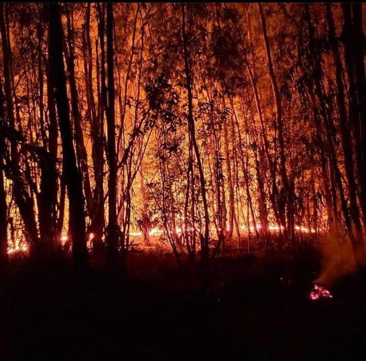 Incendio en el Parque Pereyra Iraola: Piden que se investigue el origen de las llamas