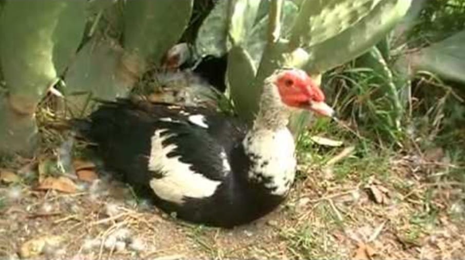 Insólito: En Pehuajó se robaron una "pata con huevos" y el Intendente Zurro pidió que la devuelvan