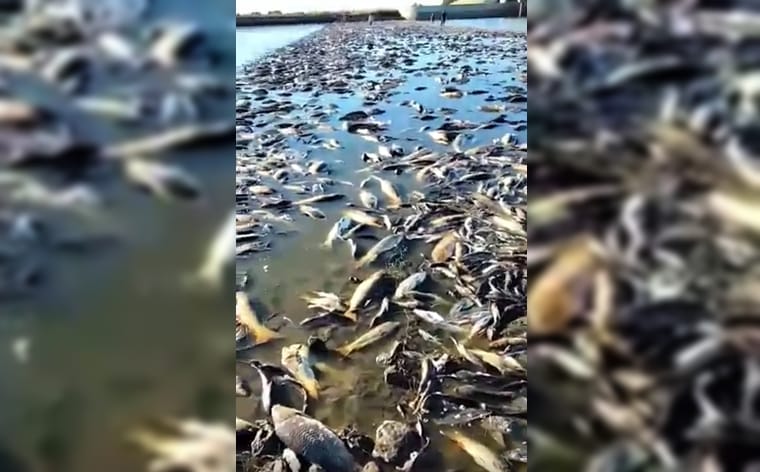 Video: Gran mortandad de peces en Laguna El Carpincho, Junín
