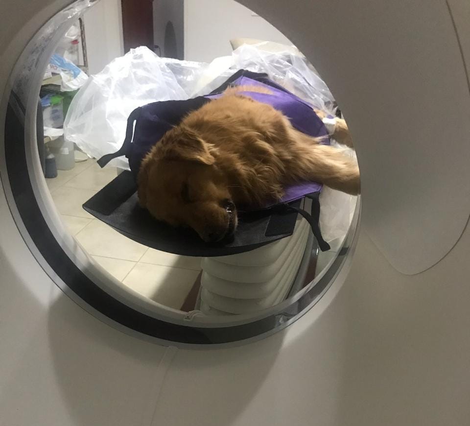 Polémica en Coronel Suárez por tomografía para un perro en el hospital local