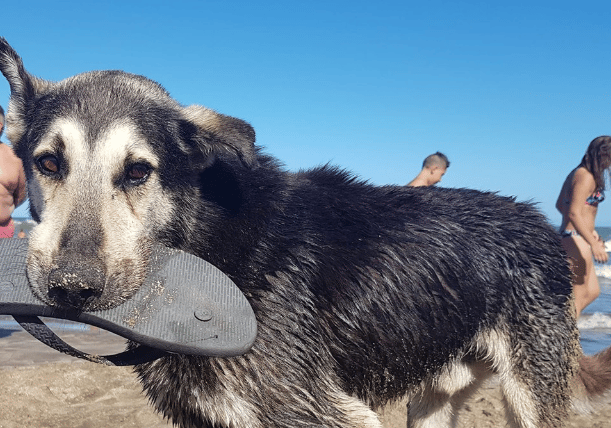 Murió el perro "roba ojotas" de Santa Clara del Mar, la mascota sensación del verano