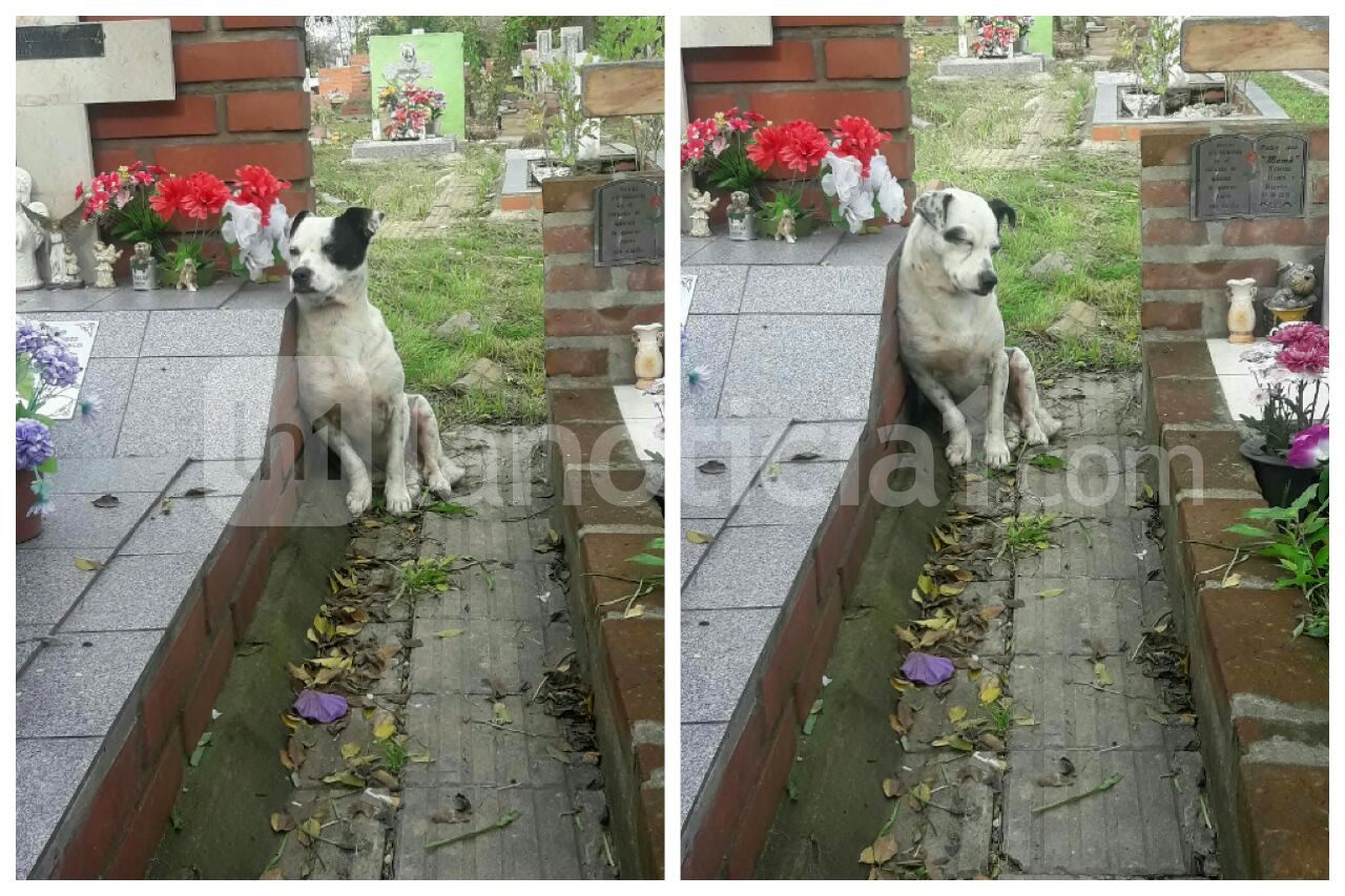 La tierna historia de "peque", el perro que cuida la tumba de un niño en el cementerio de Boulogne 