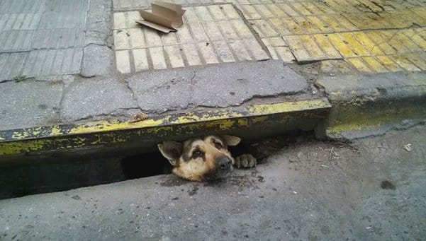 Bahía Blanca: Rescatan perro que estuvo 4 días en una alcantarilla
