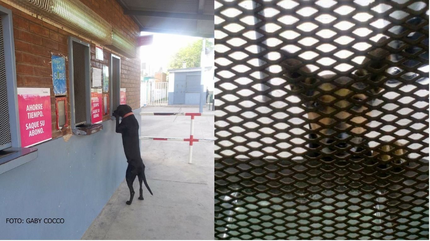 Furor por "Negrito", el perro que saca boleto en la estación de Tortuguitas