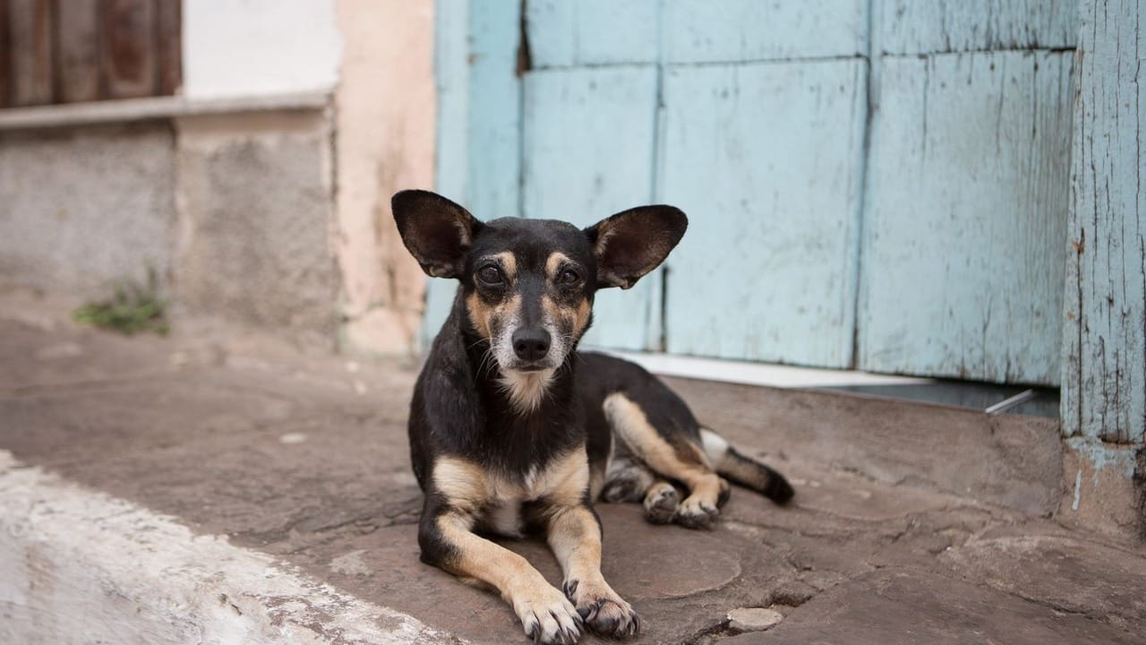 Polémico proyecto busca regular la tenencia de mascotas en Exaltación de la Cruz