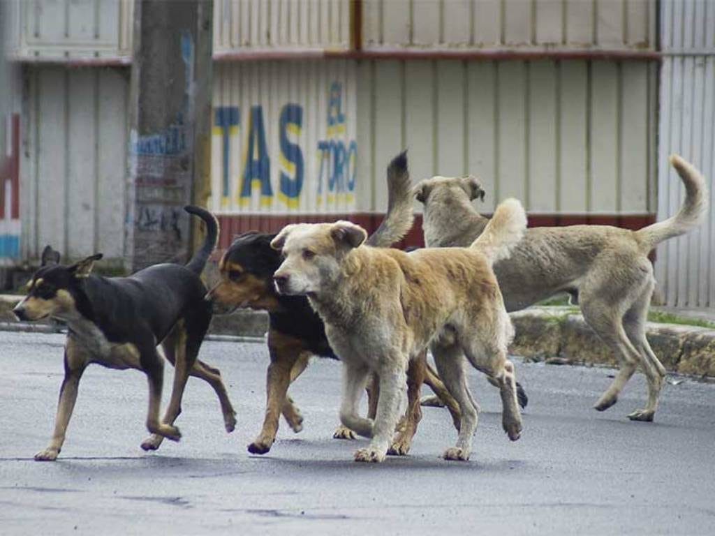 Miramar: El Concejo Deliberante aprobó proyecto de castración para perros y gatos callejeros