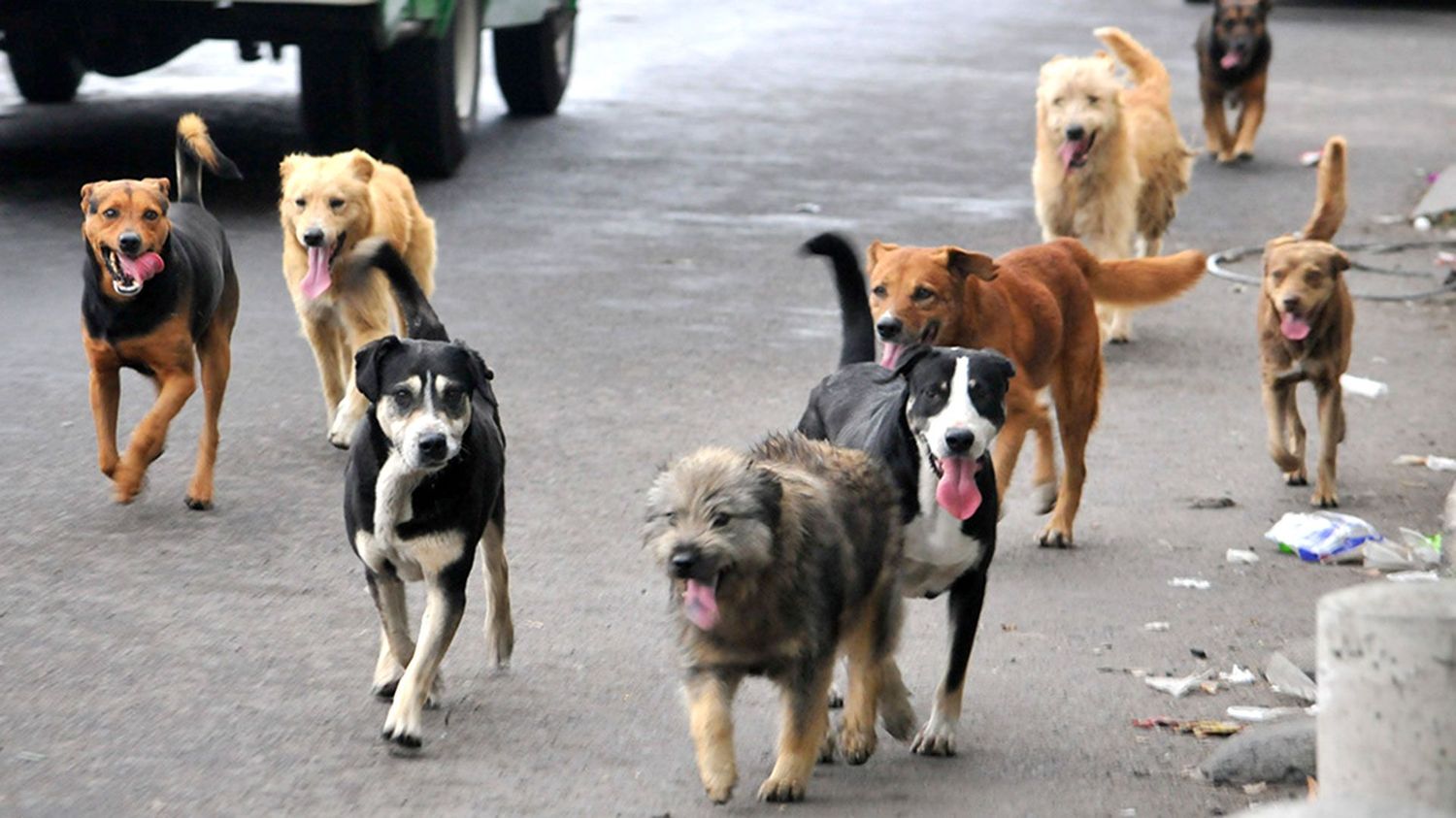 En Monte Hermoso multan a los dueños de los perros que anden sueltos por la calle