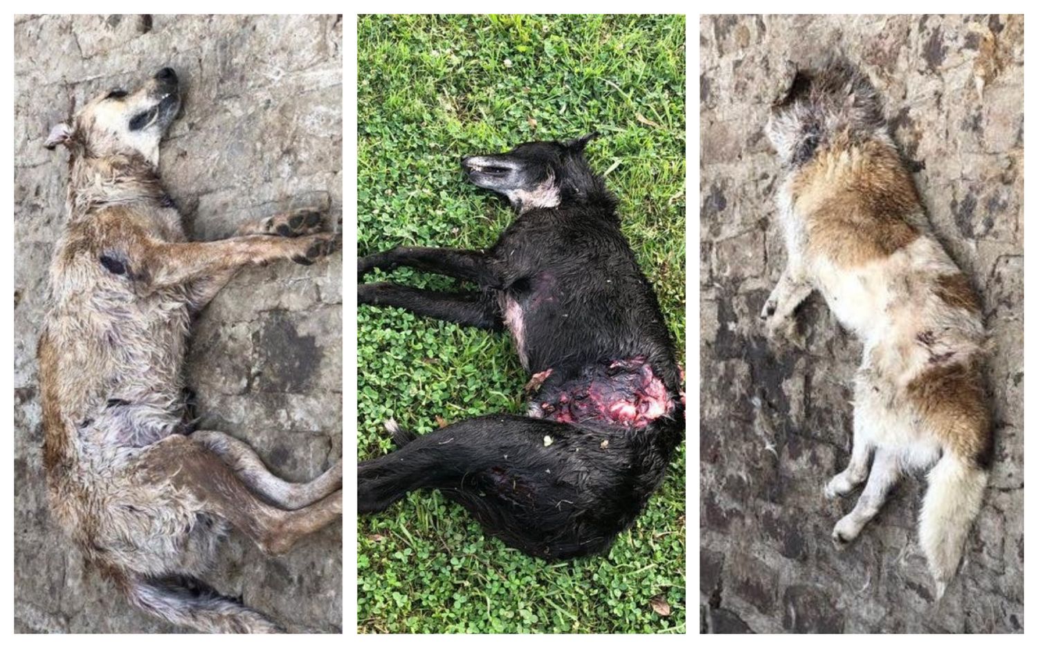 Brutal ataque a una ONG que protege animales en Chivilcoy: Aparecieron ocho perros muertos 