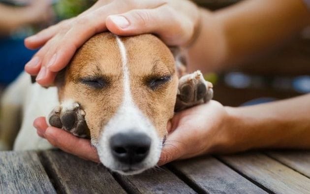 Rivadavia: Alarma por 14 perros envenenados en un mes
