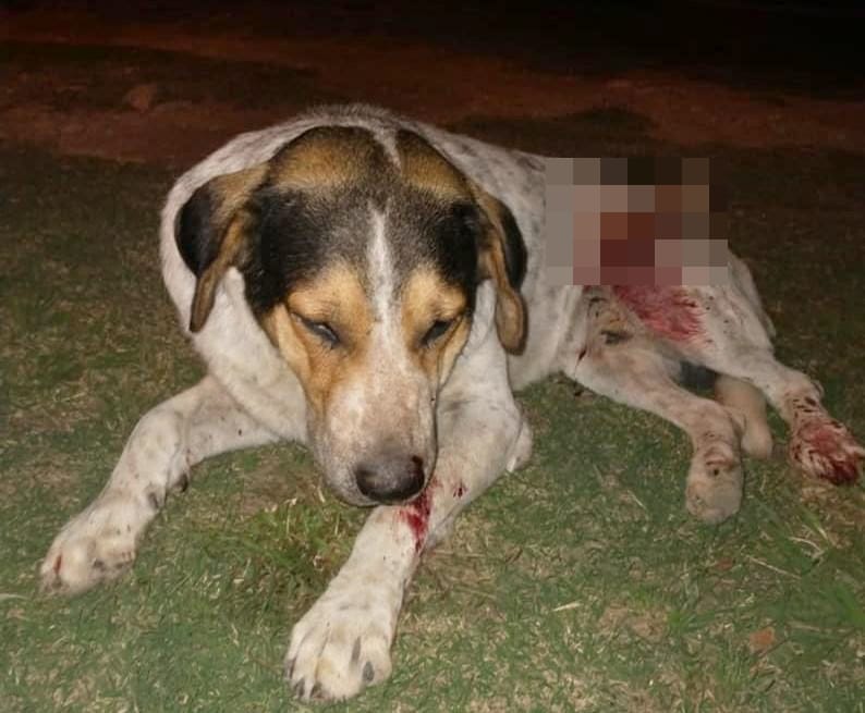 Cruel ataque a un perro en Tapalqué: Identificaron al sujeto que apuñaló al animal 