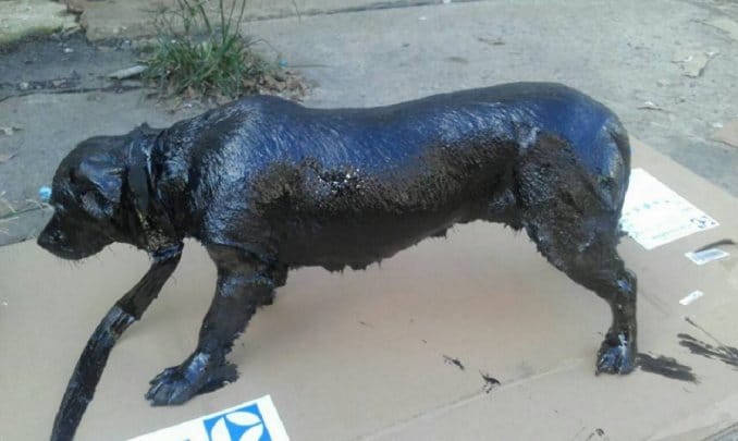 Video: "Petróleo", el perro cubierto de brea que fue rescatado y sobrevivió