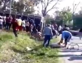 Video: Volcó un camión con cerdos en Pilar y vecinos lo saquearon