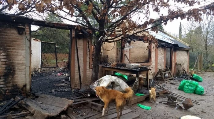Más de 50 perros murieron en el incendio de un refugio en Pilar y ahora piden ayuda