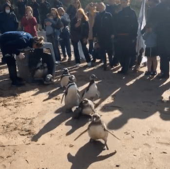 Día del animal: Regresaron al mar 10 pingüinos magallánicos en Mar del Plata
