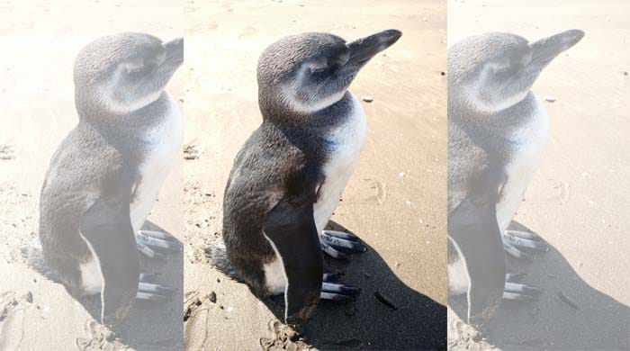Un pingüino en las playas de Pehuen Có
