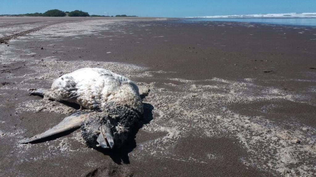 Tres Arroyos: Aparecen más de 60 pingüinos muertos y otros agonizando en playas de Claromecó