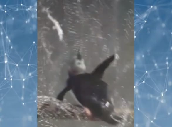 Mar de Ajó: Estaba pescando en el muelle y sacó un pingüino 