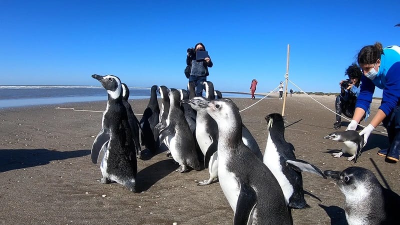 La Costa: 18 pingüinos hallados en estado de desnutrición regresaron al mar