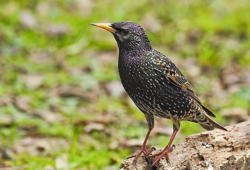 Olavarría: Bioparque advierte sobre presencia de ave invasora y perjudicial
