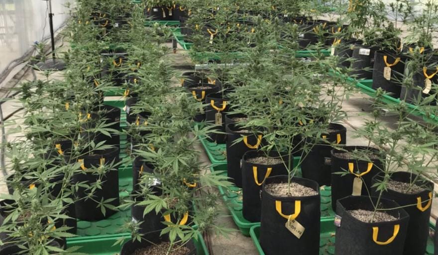Pergamino: Se robaron 50 plantas de marihuana de los cultivos medicinales del INTA