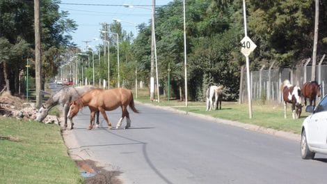 Junín: En seis meses secuestraron 82 caballos sueltos en la vía pública