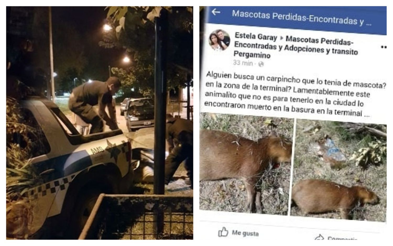 Polémica en Pergamino: Personal del municipio capturó un carpincho y después apareció muerto