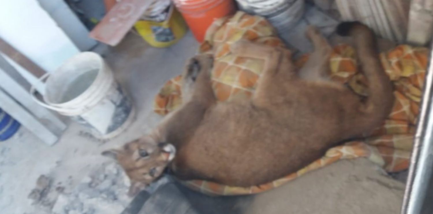 Hallaron en La Plata un puma robado: Se lo habían llevado de la Estación de Cría de Animales