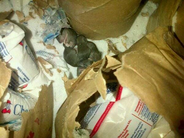 La Plata: Encontraron un nido de ratas en la góndola de un supermercado