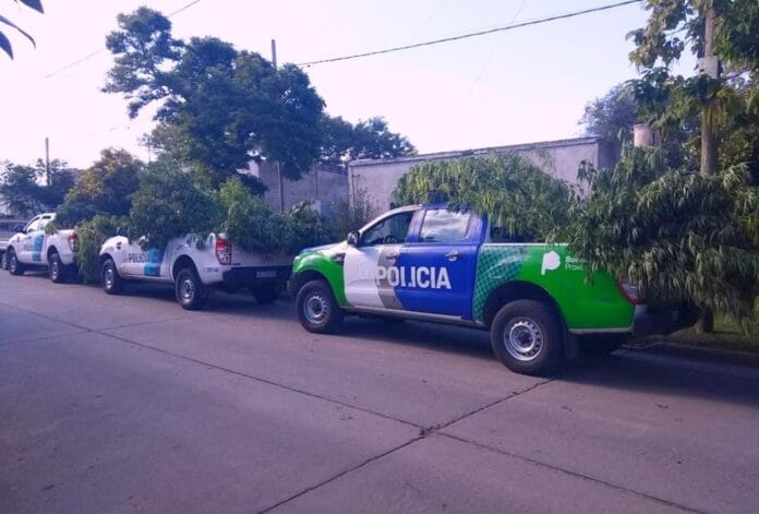 Rauch: Secuestran más de 30 plantas gigantes de marihuana y se las llevan en patrulleros