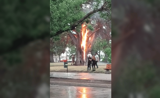 Tormenta en Lincoln: Un rayo cayó en un árbol en plena ciudad y lo prendió fuego