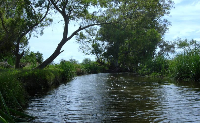 Campana: La Reserva de Otamendi será parque nacional Ciervo de los Pantanos
