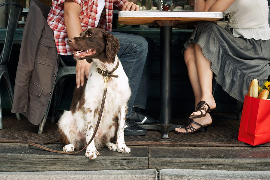 Bahía Blanca se declaró pet friendly: Se podrá entrar a bares y restaurantes con mascotas