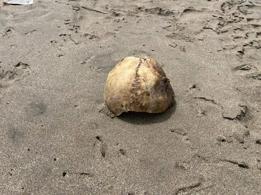 Pinamar: Hallan restos óseos en Ostende y buscan determinar su identidad