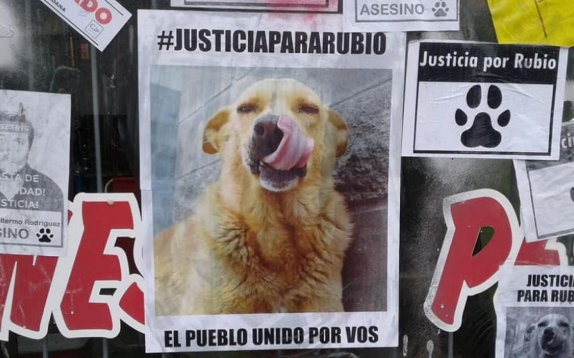 Asesinato del perro “Rubio”: En abril comienza el juicio cuya pena máxima contempla hasta un año de prisión