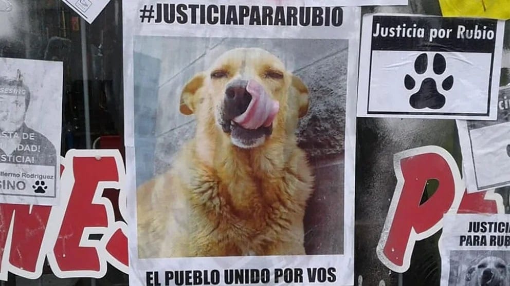 Caso rubio: condenaron a un año y medio de prisión al acusado de arrastrar a un perro hasta matarlo