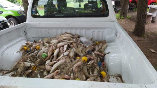 Pesca ilegal en Trenque Lauquen: Secuestran más de 800 kilos de pejerrey