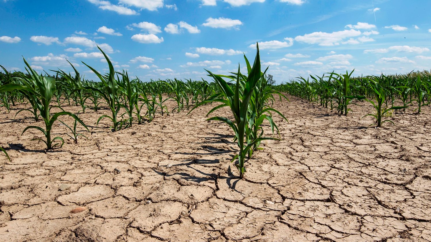 Emergencia agropecuaria por sequía