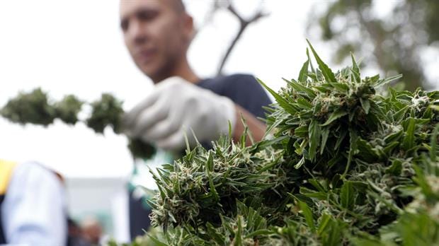 Chubut, la primera provincia en autorizar el uso medicinal de la marihuana 