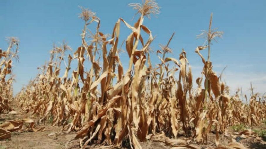 Magdalena: Confirman resolución de emergencia agropecuaria por sequía
