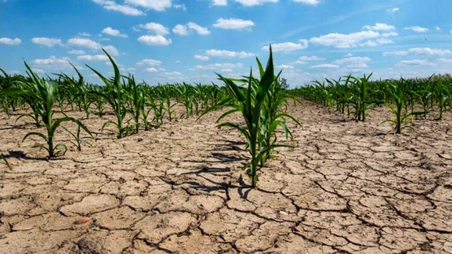 Tordillo: Provincia hizo lugar al pedido de Emergencia y Desastre Agropecuario por sequía