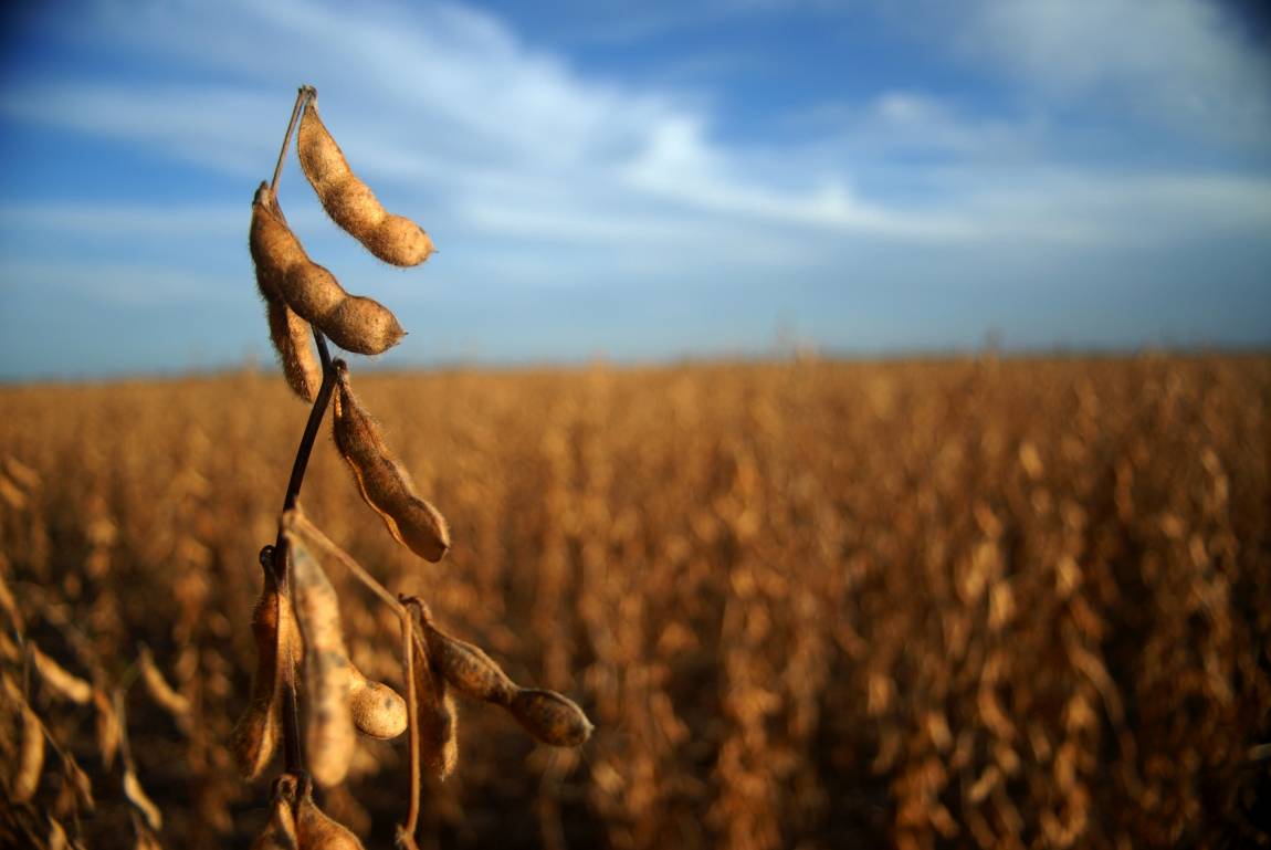 Sequía: Declararán la emergencia agropecuaria en trece partidos bonaerenses