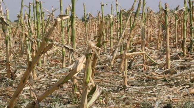 Sequía en Provincia de Buenos Aires: Ministerio de Economía nacional declara emergencia agropecuaria en 64 municipios