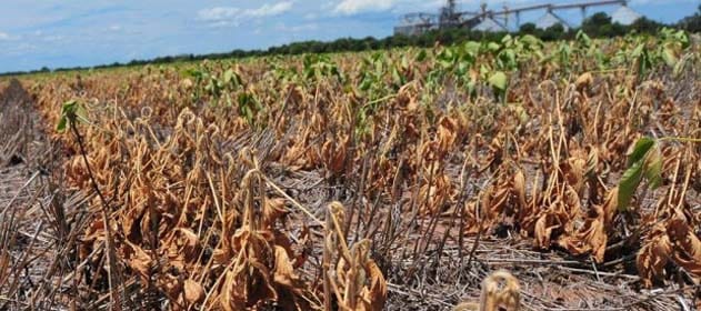 Emergencia agropecuaria: Analizan el caso de otros 11 distritos afectados por la sequía