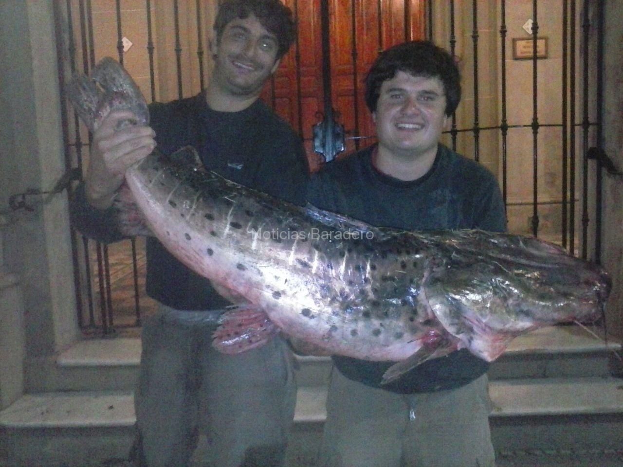 Baradero: Pescaron un surubí de 23 kilos