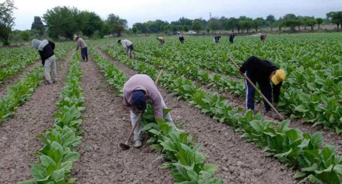 Trabajadores del tabaco en alerta: Denuncian fuertes recortes en los subsidios al sector
