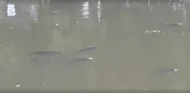 Preocupación en Tapalqué por peces en la superficie de un arroyo por falta de oxígeno