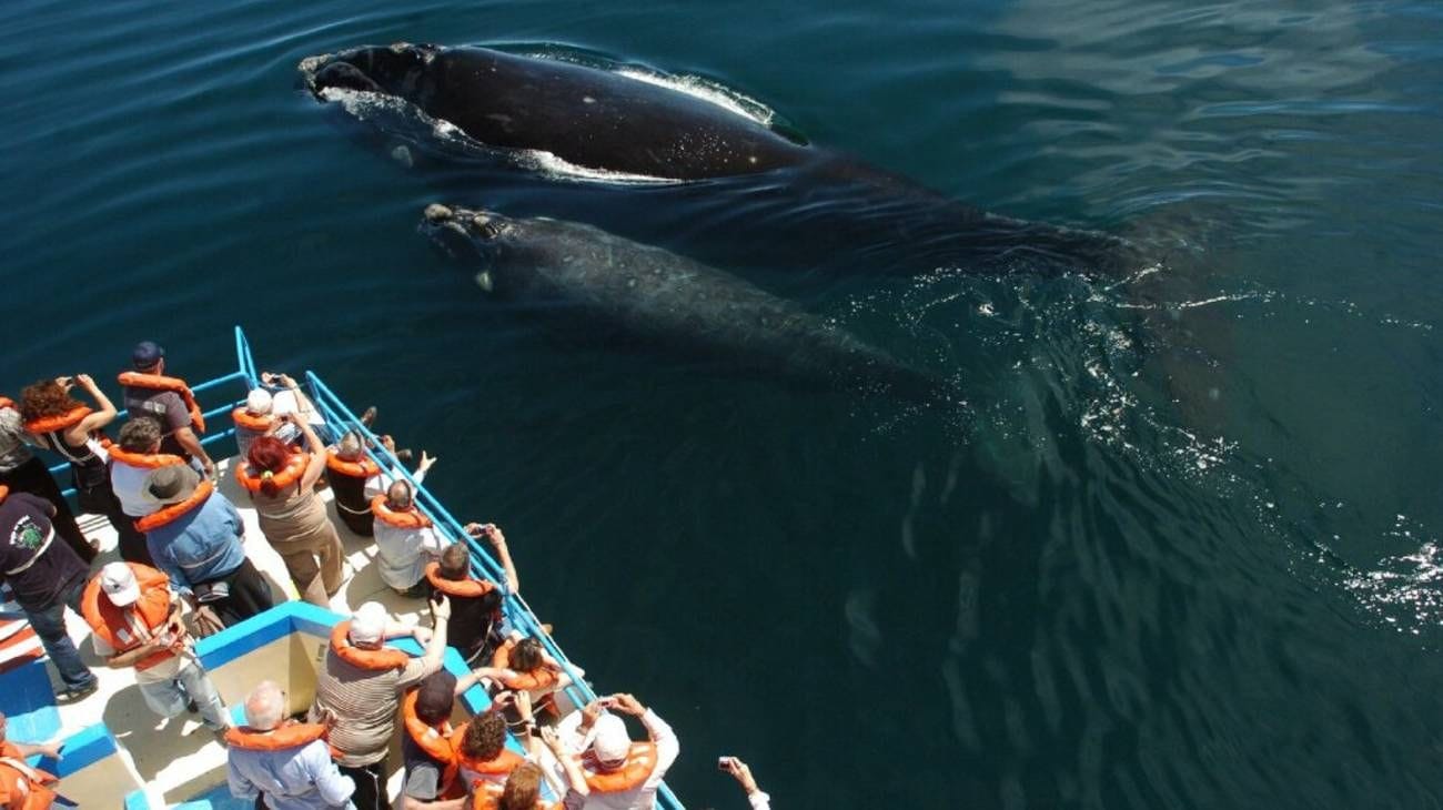 Argentina: Día mundial de las ballenas y los delfines