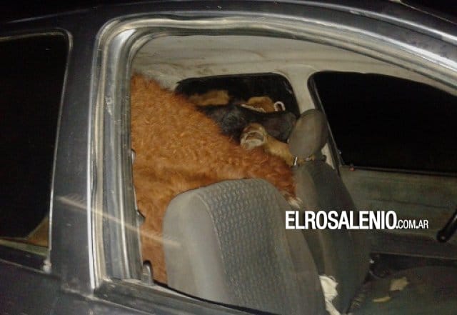 Coronel Rosales: Robaron seis terneros y los metieron en un auto