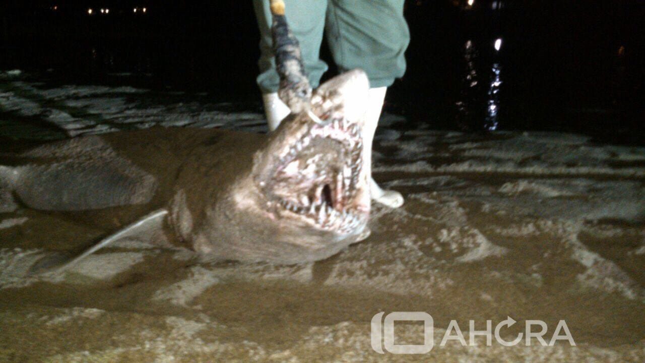 Video: Denuncian enorme matanza de tiburones en Mar del Plata