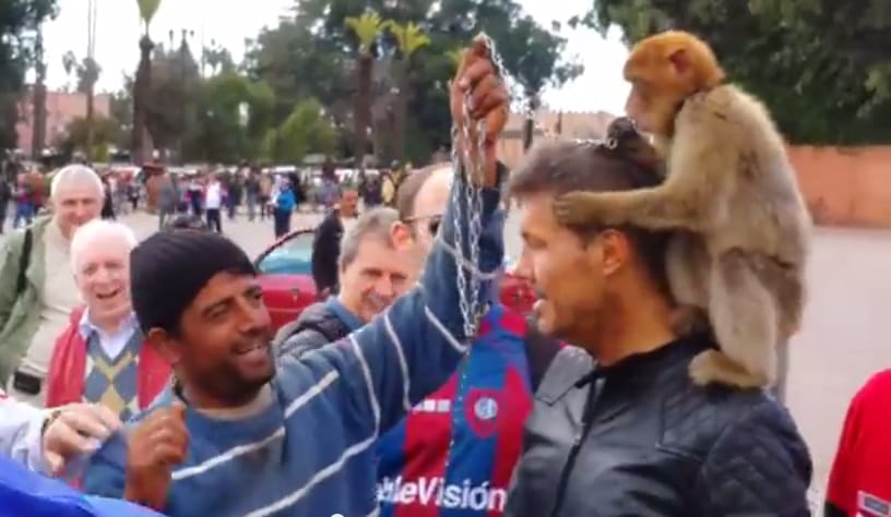 Tinelli espera a San Lorenzo en Marruecos con un mono en la cabeza